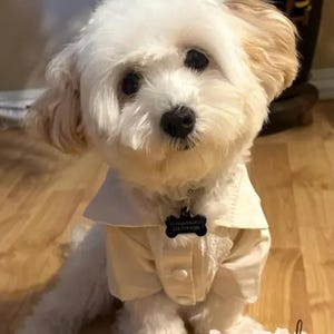 May include: A small white dog with fluffy fur wearing a cream-colored button-down shirt with a collar. The dog has a black bone-shaped identification tag on its collar. The image includes the text neatpick Shop Bringing Smiles and Style.