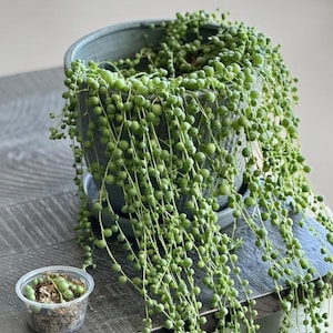 May include: A String of Pearls plant in a gray ceramic pot. The trailing succulent has many small, round, green leaves. A small plastic container with a few String of Pearls plants is next to the larger pot. The plant is on a wooden surface.