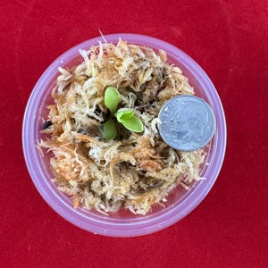 May include: A small green plant seedling growing in a clear plastic container filled with light brown sphagnum moss. A silver United States dime coin is placed next to the seedling for scale, showing the small size of the plant and its leaves.