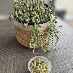 May include: A String of Pearls succulent plant in a woven basket. The plant has small, round, green, pearl-like leaves and delicate, flowering stems. A small plastic container holds a few of the pearls and some soil. The basket is on a wooden surface.