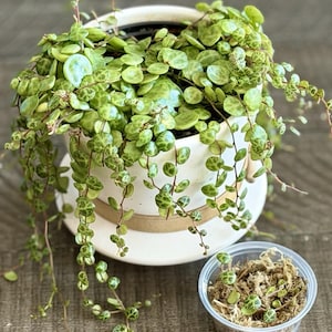 May include: A String of Turtles plant in a white ceramic pot with a matching saucer. The plant has small, round, green leaves with darker green markings. A small plastic container holds additional cuttings and moss.