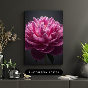 Könnte beinhalten: Nahaufnahme einer leuchtend rosa Pfingstrose, die ihre geschichteten Blütenblätter und Wassertropfen zeigt. Die Blume ist vor einem dunklen Hintergrund platziert. Der Text "PHOTOGRAPHY POSTER" ist unten zu sehen.