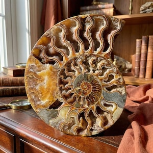 May include: A large, polished ammonite fossil with a spiral pattern and intricate internal chambers. The fossil displays shades of brown, tan, and cream, with a detailed, open structure. This decorative piece is a natural history specimen.