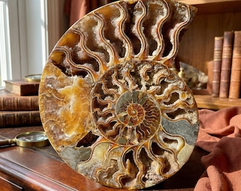 May include: A large, polished ammonite fossil, showcasing a spiral design and detailed internal chambers. The fossil features brown, tan, and cream hues, with an open, intricate structure. This natural history specimen is a decorative item.