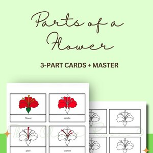 Pode incluir: Cartões educativos intitulados "Partes de uma flor" com ilustrações de componentes florais. Os cartões incluem rótulos como "Flor", "corola", "pistilo" e "estame". O texto "3-PART CARDS + MASTER" também é visível. O fundo é verde claro.