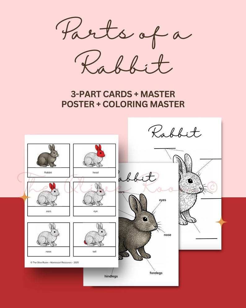 Scheming Rabbit Parts of a Rabbit - Montessori Mammals Nomenclature 3-part Cards ...