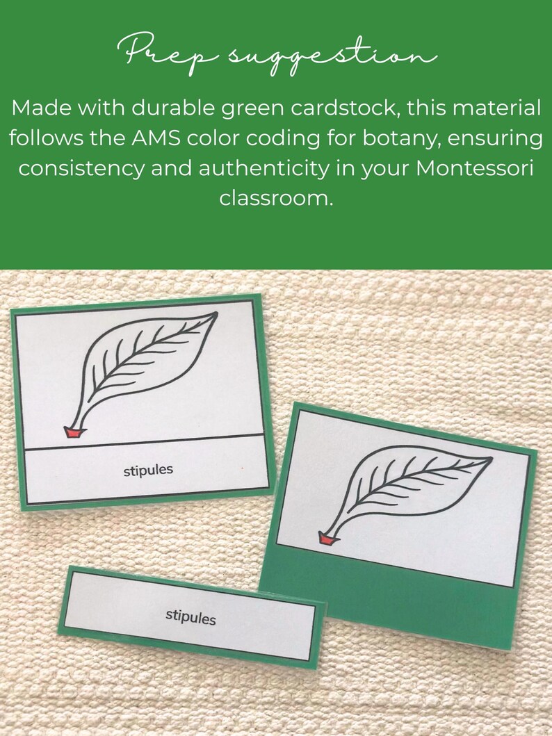 Parts of a Leaf - Montessori Botany Shelf Nomenclature 3-part Cards ...