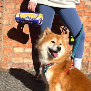 Può includere: Un cane Shiba Inu felice con pelo rosso e bianco, con un collare e un guinzaglio fantasia. Una persona tiene in mano un trasportino blu, giallo e bianco per animali domestici con la scritta "Say Hi Dog".