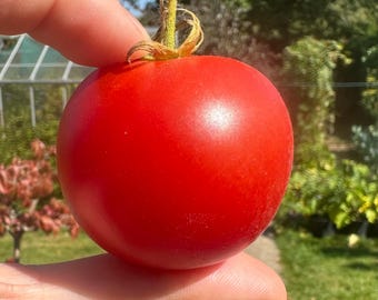 Bloody Butcher Tomato Seeds – UK Hand Packed Gardener Gift