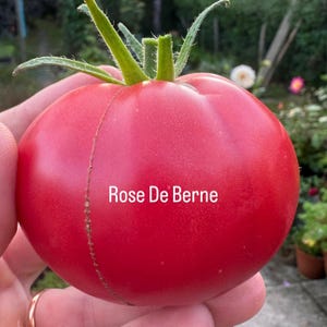 Rosada Tomato Seeds - Etsy UK