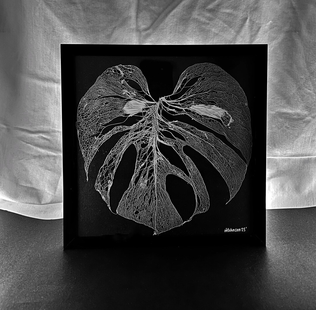 Original Framed Monstera Skeleton - Etsy