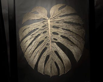 monstera frydek Monstera Frozen Freckles main image 0