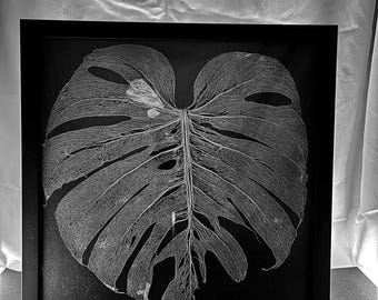 Monstera Albo Leaf Skeleton Print Half Moon Plant Art Home Decor - Etsy
