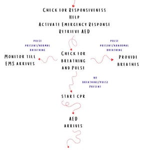 May include: A white diagram with a blue header that says "BLS ALGORITHM". The diagram outlines the steps for basic life support, including checking responsiveness, activating emergency response, and administering CPR. The text is in black and red.