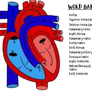 May include: Anatomy diagram of a human heart, with red and blue sections illustrating blood flow. The image includes a "WORD BANK" listing anatomical terms such as "Aorta" and "Left Ventricle". Arrows indicate the direction of blood.