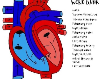 Herz Anatomie druckbare Diagramm + Antwortschlüssel