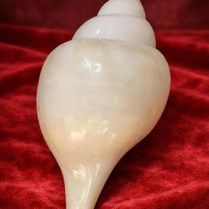 Könnte beinhalten: Eine große, perlweiße Muschelschale mit glatter, glänzender Oberfläche. Die Schale hat eine spiralförmige Spitze und eine breite, abgerundete Basis, die sich zu einer Spitze verjüngt. Der Hintergrund ist tiefrot.