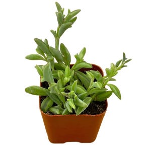 Puede incluir: Una pequeña planta suculenta con hojas de color verde claro, alargadas y puntiagudas, que crece en una maceta de plástico cuadrada de color terracota llena de tierra oscura. La planta tiene varios tallos que se extienden hacia arriba.