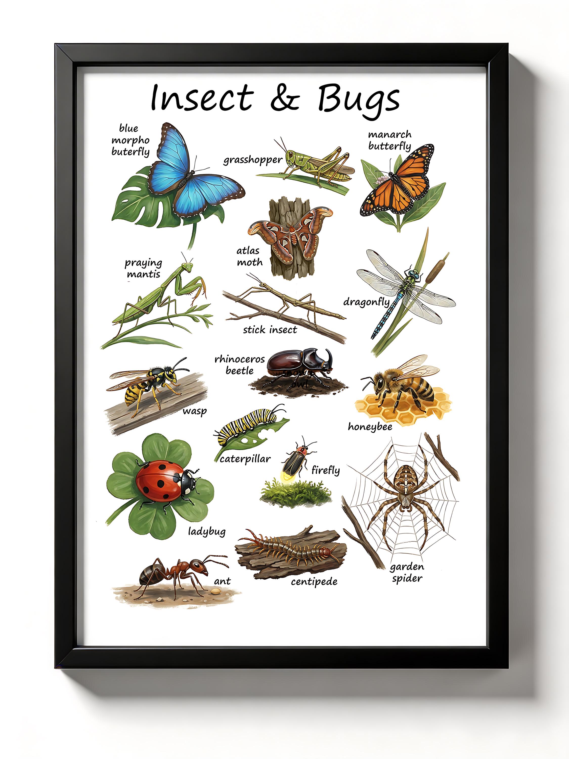 Insect & Bug Poster Printable | Montessori Education Wall Art, Physical ...