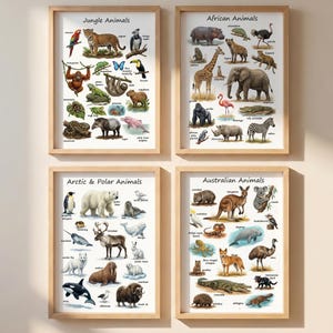 Puede incluir: Cuatro carteles de animales enmarcados. Los carteles están etiquetados como "Animales de la selva", "Animales africanos", "Animales árticos y polares" y "Animales australianos". Cada cartel presenta ilustraciones de varios animales con sus nombres.