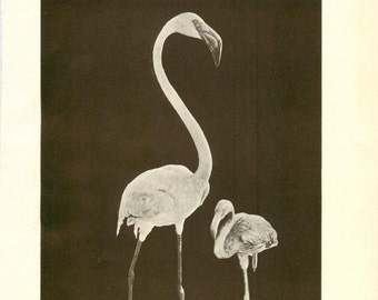 Digital Download "Flamingo" Illustration (c.1900s) - Instant Download Printable of Flamingo, Antique Illustrated Bird Book Page