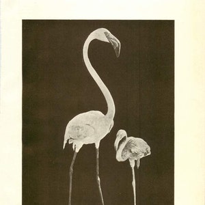 Puede incluir: Una fotografía en blanco y negro de dos flamencos. El flamenco más grande está de pie con el cuello curvado hacia atrás, mientras que el flamenco más pequeño está de pie con el cuello recto. El texto "FLAMINGO (Phenicopterus antiquorum). From a Photograph provided by the American Museum of Natural History" está impreso debajo de la imagen.