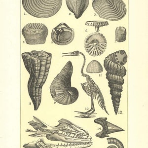 Puede incluir: Una ilustración en blanco y negro de varios fósiles del período Cretácico. La imagen incluye una variedad de conchas, un esqueleto de pájaro y una mandíbula de dinosaurio. La imagen está etiquetada con números y nombres de los fósiles.