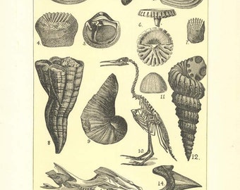 Digital Download "Fossils of the Cretaceous" Illustration (c.1900s) - Instant Download of Fossils Illustrated Book Page