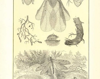 Digital Download "Aphis and Ant-Lion" Illustration (c.1900s) - Instant Download of Aphids and Ant-Lions, Illustrated Insects