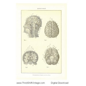 Digital Download &quot;Human Brain&quot; Illustration Image from 1902 (8.5x11 inches) - Instant Download of Human Anatomy