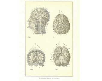 Digital Download "Human Brain" Illustration Image from 1902 (8.5x11 inches) - Instant Download of Human Anatomy