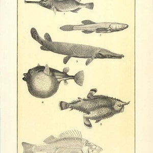 Puede incluir: Una ilustración vintage de seis tipos diferentes de peces, incluyendo un pez fuelle, un pez de cueva, un pez espada, un pez globo, un pez murciélago y un esqueleto de perca. La ilustración está en blanco y negro y cada pez está etiquetado.