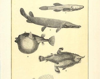 Digital Download "Bass, Bat Fish, Balloon Fish" Illustration (c.1900s) - Instant Download of Fish Illustrated Book Page