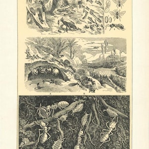 Puede incluir: Una ilustración vintage de hormigas en su hábitat natural. La imagen muestra diferentes tipos de hormigas, incluyendo hormigas rojas, hormigas caballo y hormigas miel. Las hormigas se muestran en varias etapas de la vida, desde los huevos hasta los adultos. La ilustración es detallada e informativa, mostrando los nidos de las hormigas, sus fuentes de alimento y su comportamiento social.