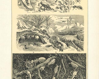 Digital Download "Ants" Illustration (c.1900s) - Instant Download of Ants and Ant Hills, Illustrated Insects