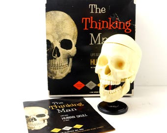 Vintage Human Skull Anatomy Model with Teeth, Life Size (c1960s) - Collectible Halloween Decor