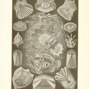 Digital Download &quot;Ichthyology&quot; Illustration (c.1900s) - Instant Download of Ocean Creatures Illustrated Book Page