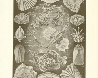 Digital Download "Ichthyology" Illustration (c.1900s) - Instant Download of Ocean Creatures Illustrated Book Page