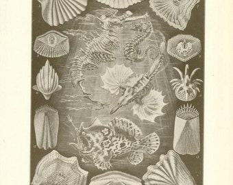 Digital Download "Ichthyology" Illustration (c.1900s) - Instant Download of Ocean Creatures Illustrated Book Page
