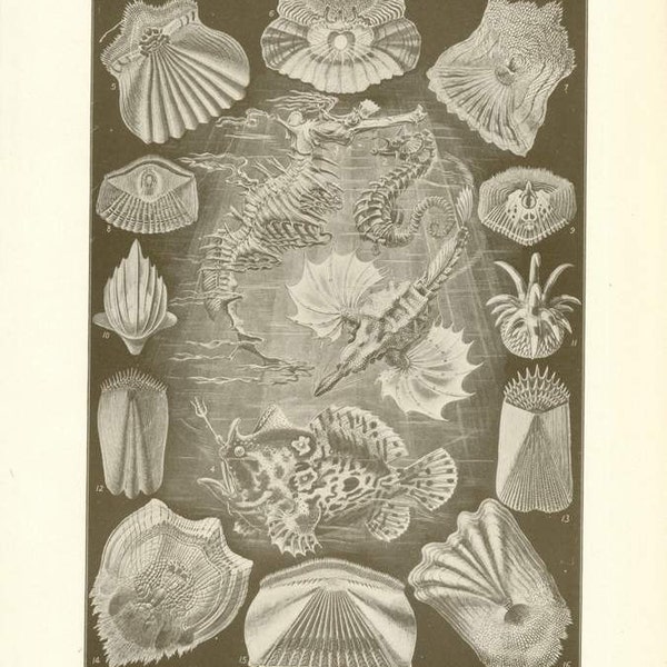 Digital Download "Ichthyologie" Darstellung (c.1900s) - Instant Download von Ocean Kreaturen illustrierte Buchseite