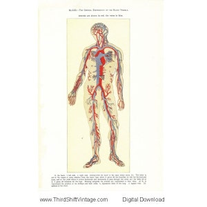 Digital Download &quot;Human Blood Vessels&quot; Illustration Image from 1902 (8.5x11 inches) - Instant Download of Human Anatomy