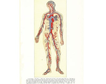 Digital Download "Human Blood Vessels" Illustration Image from 1902 (8.5x11 inches) - Instant Download of Human Anatomy