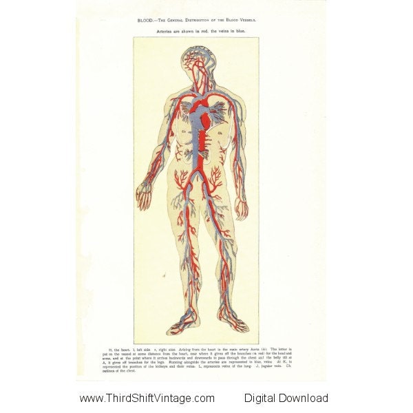 Digital Download "Human Blood Vessels" Illustration Image from 1902 (8.5x11 inches) - Instant Download of Human Anatomy