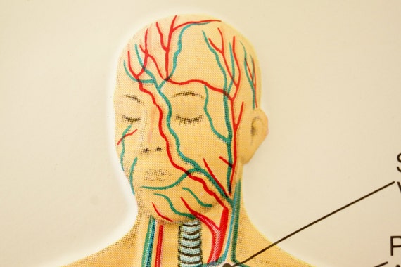 3d Nerve Chart