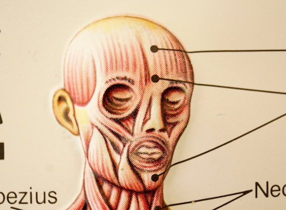 Human Body Chart Muscle