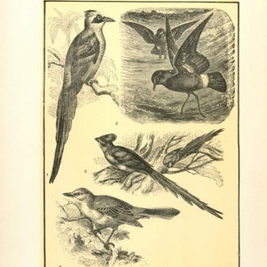 Puede incluir: Una ilustración vintage de cuatro pájaros diferentes. Los pájaros están dibujados en blanco y negro y están etiquetados con sus nombres: Motmot, Pollo de la Madre Carey, Pájaro ratón y Sinsontes americano.