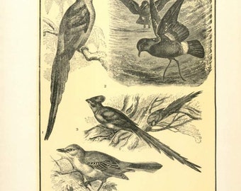 Digital Download "Bird Variety" Illustration (c.1900s) - Instant Download Printable of Birds Illustrated Bird Book Page
