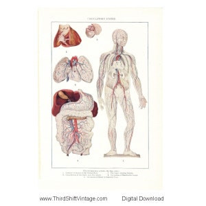 Digital Download &quot;Human Circulatory System&quot; Illustration Image from 1902 (8.5x11 inches) - Instant Download of Human Anatomy