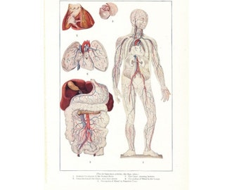 Digital Download "Human Circulatory System" Illustration Image from 1902 (8.5x11 inches) - Instant Download of Human Anatomy