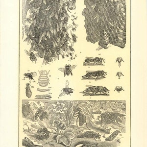 Puede incluir: Una ilustración vintage de abejas, que muestra un panal, un enjambre de abejas y varias etapas de desarrollo de las abejas, incluidos huevos, larvas y pupas. La ilustración también incluye un abejorro, una avispa y una avispa. El texto de la imagen dice "BEES."